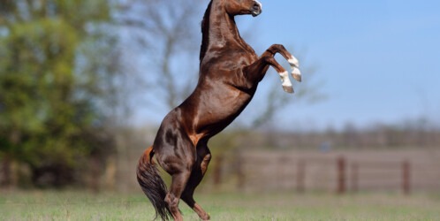 Beautiful,stallion,thoroughbred,breed,,great Grandson,of,secretariat,sports,meadow.,horse