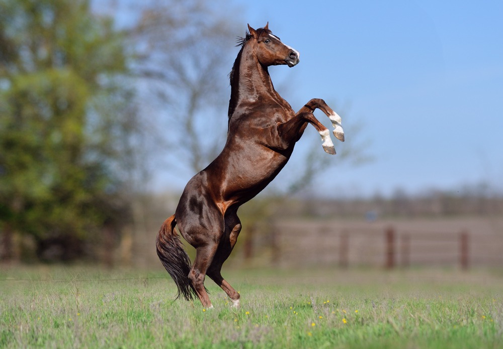 Beautiful,stallion,thoroughbred,breed,,great Grandson,of,secretariat,sports,meadow.,horse